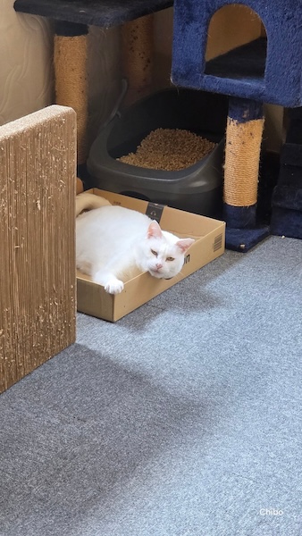 睨んでいるようで実は甘え顔　険しい表情で愛情表現する猫が話題