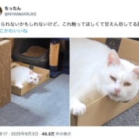 険しい表情でカメラを見てくるおもちちゃん