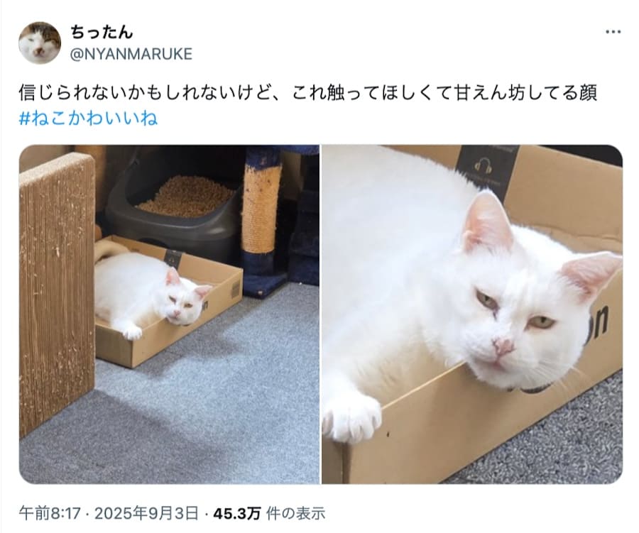 険しい表情でカメラを見てくるおもちちゃん