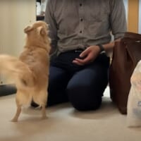 パパに“嬉しギレ”するニコちゃん