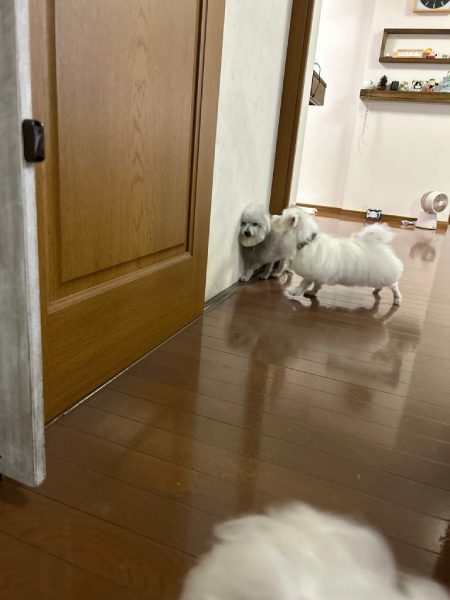 ゲームのバグ？すり抜け？壁に「埋まっている」ように見えるワンちゃん