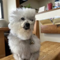 平たくなるでお馴染みのココちゃん