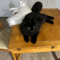 深夜に見つかった「お机の上ギャング」　堂々とテーブルに居座る猫たち