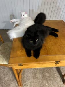 深夜に見つかった「お机の上ギャング」　堂々とテーブルに居座る猫たち