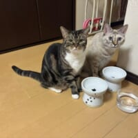 まるこちゃんときなこちゃん
