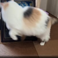 ドッキリ大成功