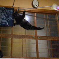 この後日にも面白ポーズを披露