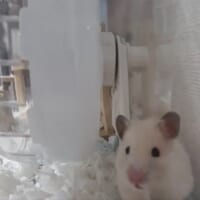 しばらく回すと満足したようです
