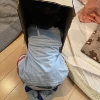 隠れていない部分の方が多い