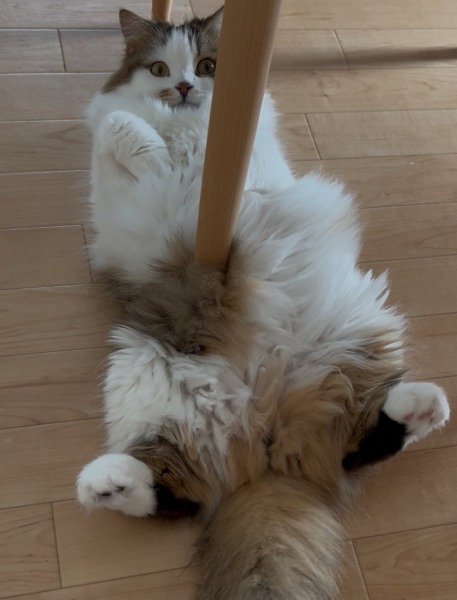 刺さってる！？猫のモフモフボディが生んだ錯覚写真に8万人がほっこり