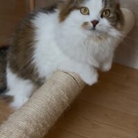 普段のこむぎちゃん