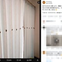 カーテンにくっつくセミ