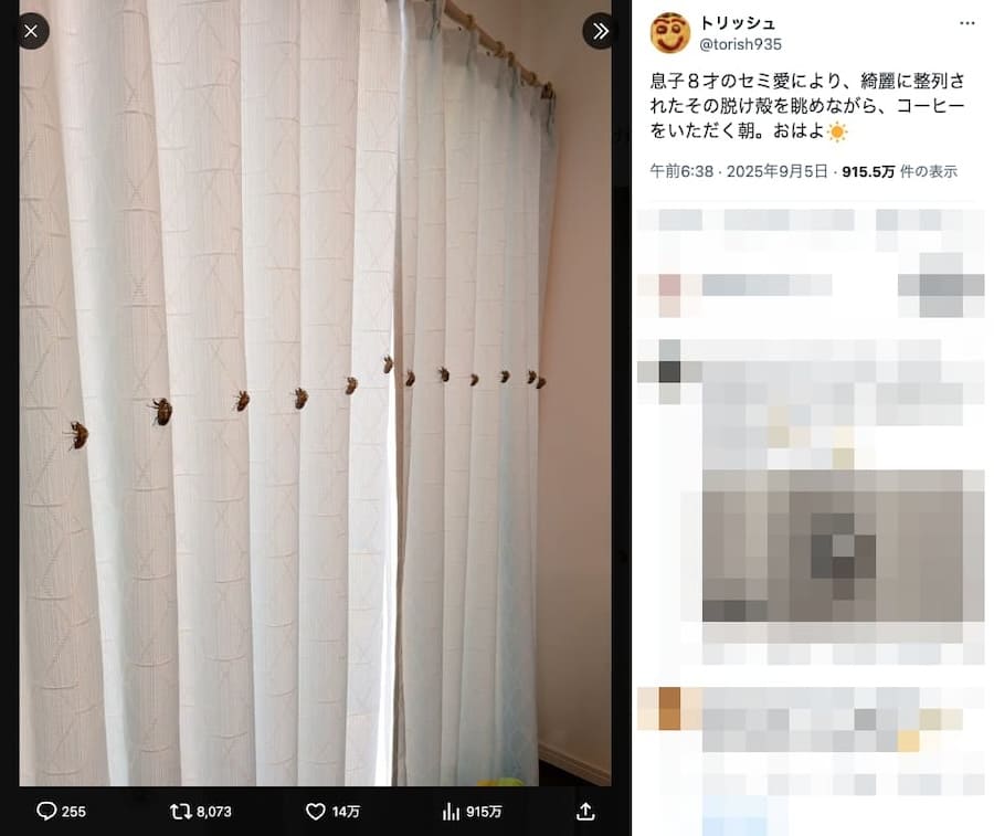 カーテンにくっつくセミ
