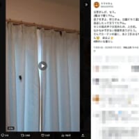 セミの大合唱