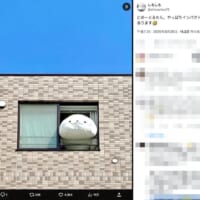 窓から身を乗り出すしろたん
