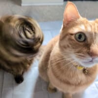 「台風15号が発生しました」　ご飯を待つ親子猫が見せた奇跡の瞬間