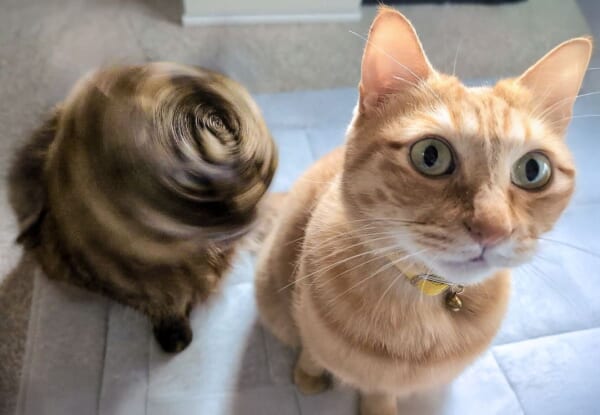「台風15号が発生しました」　ご飯を待つ親子猫が見せた奇跡の瞬間