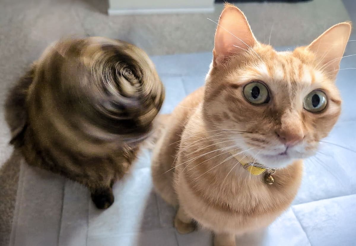 「台風15号が発生しました」　ご飯を待つ親子猫が見せた奇跡の瞬間