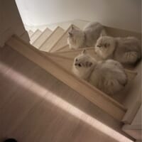 狭すぎる階段