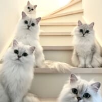 猫ちゃんたちが階段に集合する様子