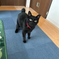 普段のちょびくん