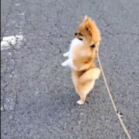 過去にも何度も立ち姿を披露