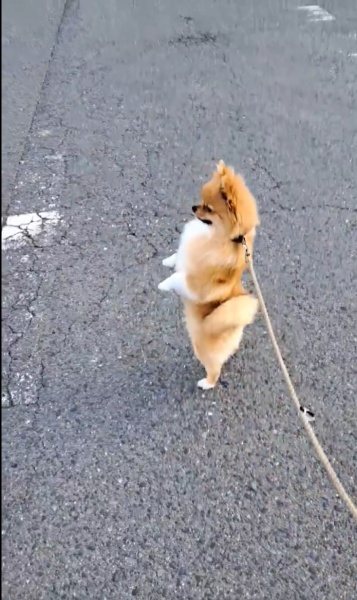 過去にも何度も立ち姿を披露