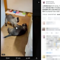 一触即発の2匹