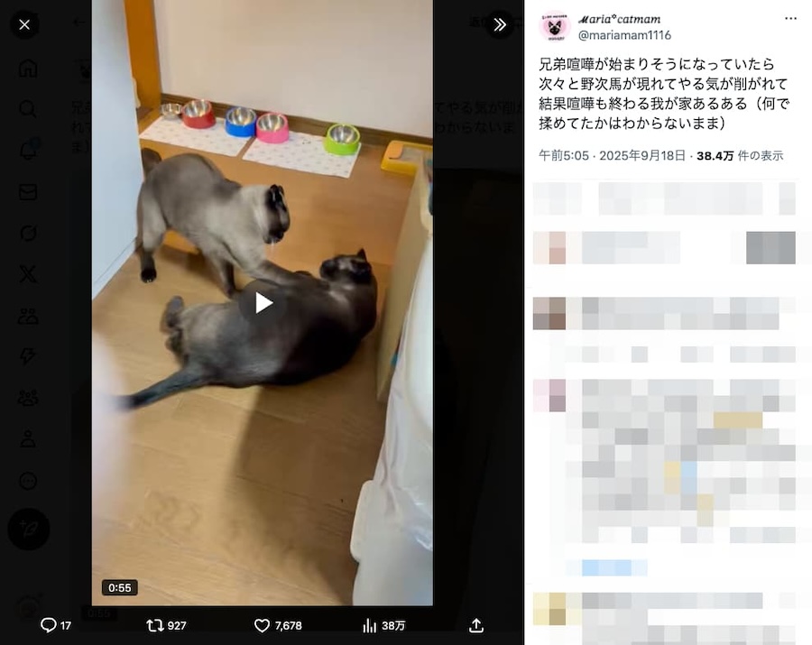 一触即発の2匹