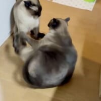モエちゃんの威嚇