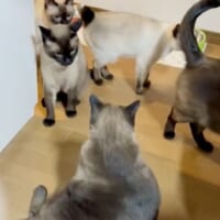 野次馬ぞろぞろ