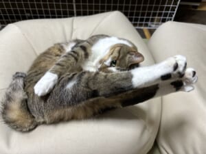 後ろ足を揃えてピーン!独特な伸び方をする“美脚”猫ちゃんに13万いいね