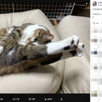 独特な伸びポーズ