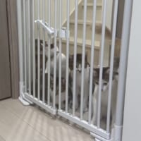 ゲート前に集まる猫ちゃん立ち