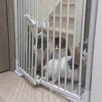 鼻先で押し込む