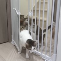 1匹目が突破