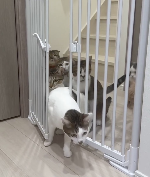 1匹目が突破
