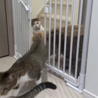 残りの猫ちゃんたちも続く