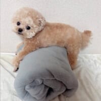 ふわちゃんは普段から毛布ロールがお気に入り