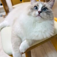 普段のピノちゃん