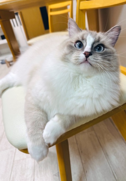 普段のピノちゃん