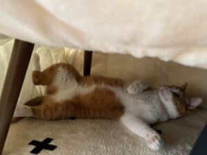 初めてのこたつに30分でへそ天 堂々たる寝姿を披露した猫ちゃん