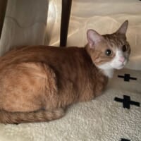 はじめてのこたつ