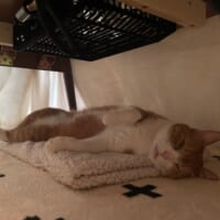 こたつが大のお気に入りなきなこちゃん