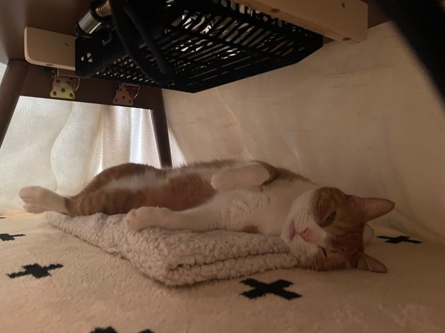 こたつが大のお気に入りなきなこちゃん