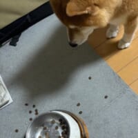 食べ終わったかな？と様子を見に行くと……