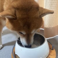 ご飯が美味しすぎるが故のハプニング