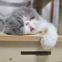 寝落ちした?なんとも言えない表情で熟睡する猫ちゃんが癒やし全開