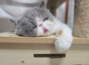 寝落ちした?なんとも言えない表情で熟睡する猫ちゃんが癒やし全開