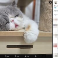 ひしひしと伝わる寝落ち感